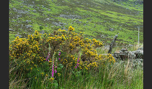 Stechginster (Ulex europaeus)