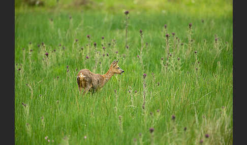 Rehwild (Capreolus capreolus)