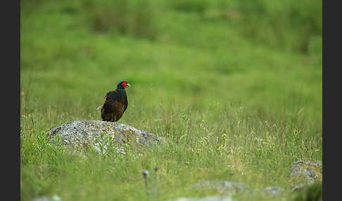 Fasan (Phasianus colchicus)