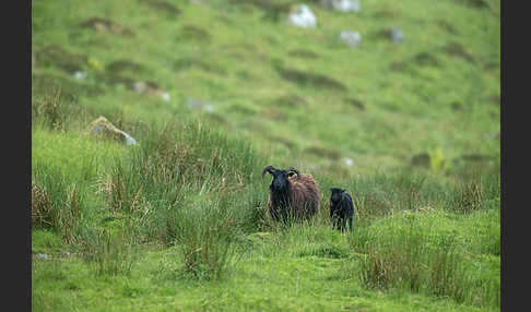 Hausschaf (Ovis gmelini aries)