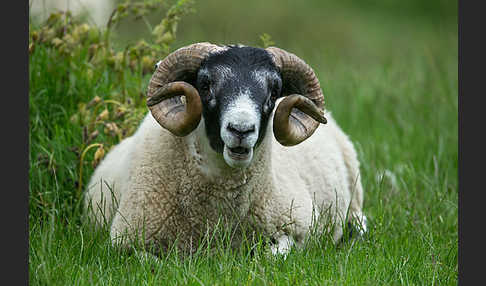 Hausschaf (Ovis gmelini aries)