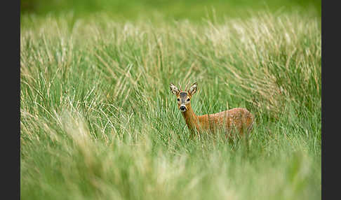 Rehwild (Capreolus capreolus)