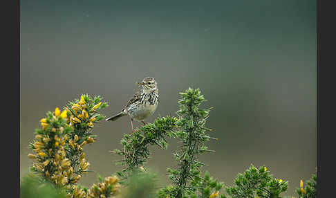 Wiesenpieper (Anthus pratensis)