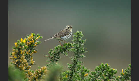 Wiesenpieper (Anthus pratensis)