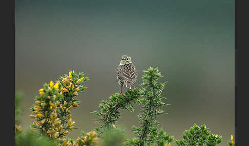 Wiesenpieper (Anthus pratensis)