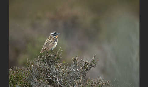 Braunkehlchen (Saxicola rubetra)