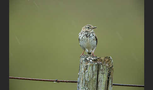 Wiesenpieper (Anthus pratensis)