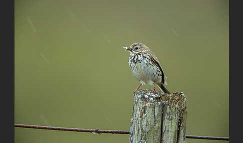 Wiesenpieper (Anthus pratensis)