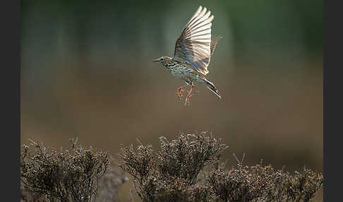 Wiesenpieper (Anthus pratensis)