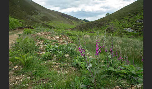 Schottland (Scotland)