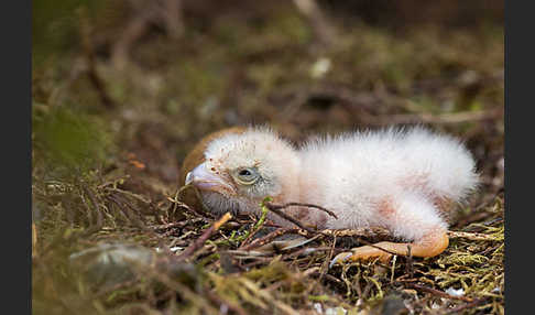 Merlin (Falco columbarius)