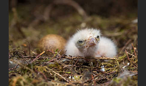 Merlin (Falco columbarius)