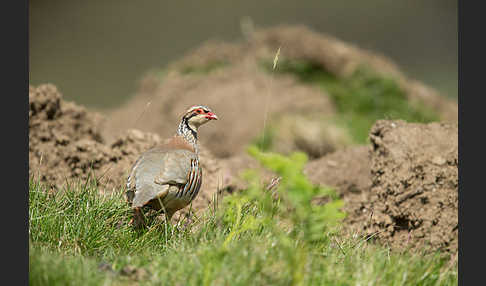 Rothuhn (Alectoris rufa)