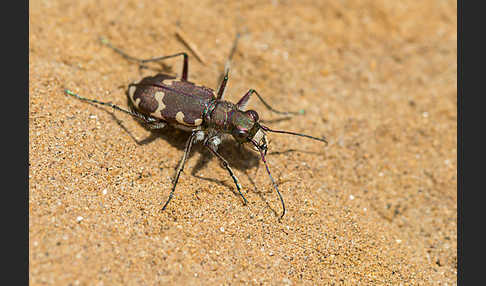 Kupferbrauner Sandlaufkäfer (Cicindela hybrida)