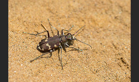 Kupferbrauner Sandlaufkäfer (Cicindela hybrida)