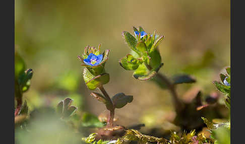 Feld-Ehrenpreis (Veronica arvensis)