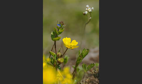 Feld-Ehrenpreis (Veronica arvensis)