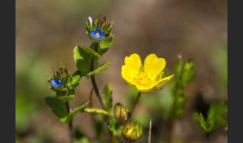 Feld-Ehrenpreis (Veronica arvensis)