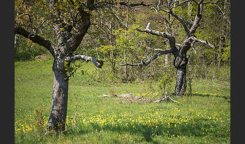 Streuobstwiese (meadow orchard)