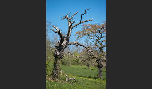 Streuobstwiese (meadow orchard)