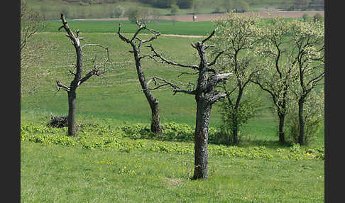 Streuobstwiese (meadow orchard)