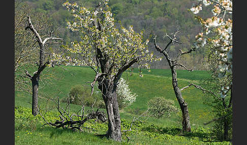 Streuobstwiese (meadow orchard)