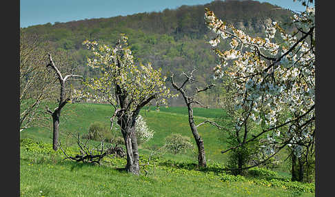 Streuobstwiese (meadow orchard)