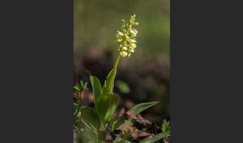 Blasses Knabenkraut (Orchis pallens)