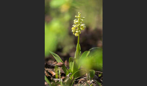 Blasses Knabenkraut (Orchis pallens)