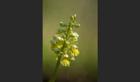 Blasses Knabenkraut (Orchis pallens)