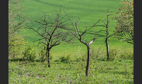 Streuobstwiese (meadow orchard)