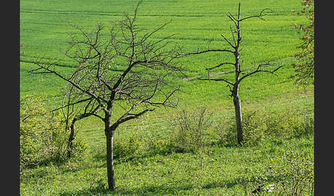 Streuobstwiese (meadow orchard)