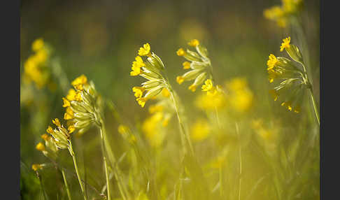 Wiesen-Schlüsselblume (Primula veris)