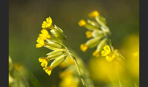 Wiesen-Schlüsselblume (Primula veris)