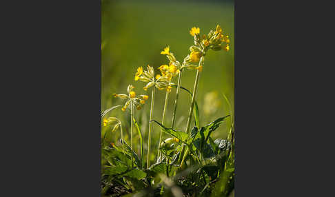 Wiesen-Schlüsselblume (Primula veris)