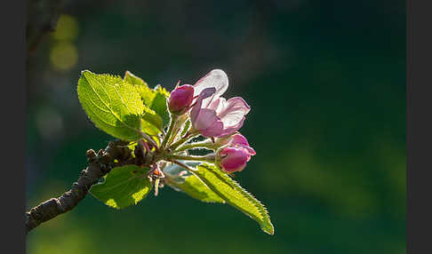 Kultur-Apfel (Malus domestica)