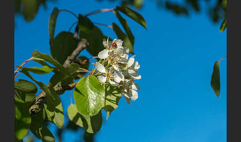 Kultur-Birnbaum (Pyrus communis)