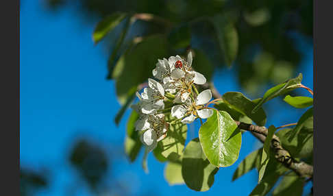 Kultur-Birnbaum (Pyrus communis)