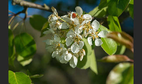 Kultur-Birnbaum (Pyrus communis)