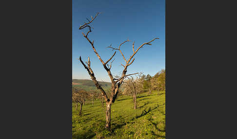 Streuobstwiese (meadow orchard)