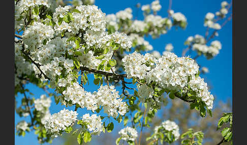 Kultur-Birnbaum (Pyrus communis)