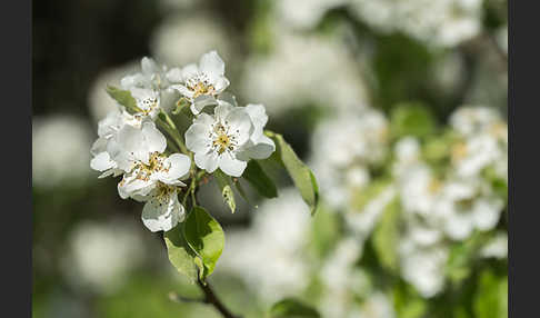 Kultur-Birnbaum (Pyrus communis)