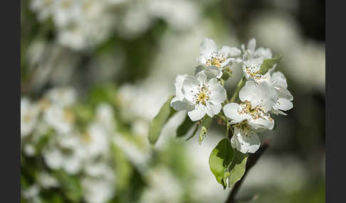 Kultur-Birnbaum (Pyrus communis)