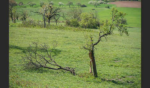 Streuobstwiese (meadow orchard)