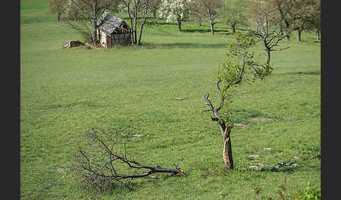 Streuobstwiese (meadow orchard)