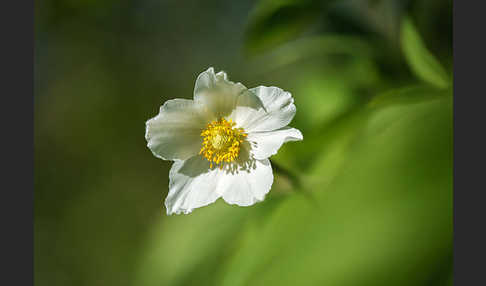 Großes Windröschen (Anemone sylvestris)