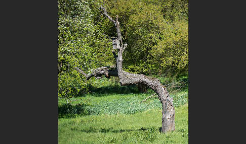 Streuobstwiese (meadow orchard)