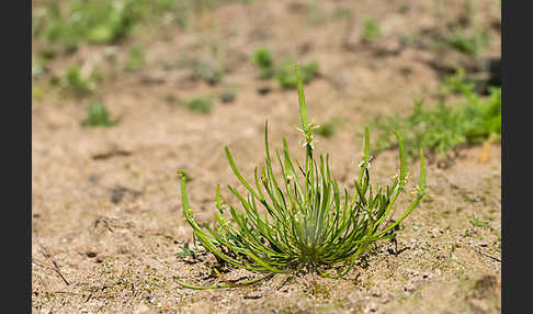 Zwerg-Mäuseschwanz (Myosurus minimus)