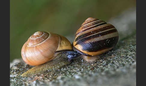 Hainschnirkelschnecke (Cepaea nemoralis)