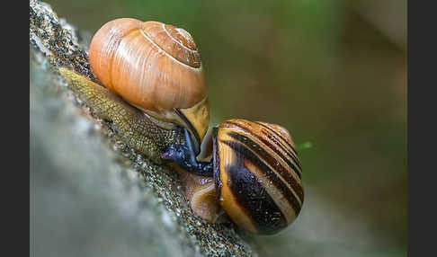 Hainschnirkelschnecke (Cepaea nemoralis)